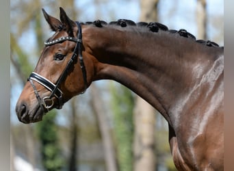 Austriacki koń gorącokrwisty, Klacz, 4 lat, 172 cm, Gniada