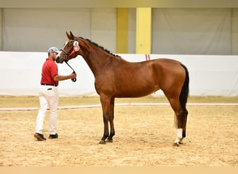 Austriacki koń gorącokrwisty, Klacz, 5 lat, 166 cm, Gniada