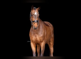 Austriacki koń gorącokrwisty, Klacz, 5 lat, 167 cm, Gniada