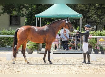 Austriacki koń gorącokrwisty, Klacz, 5 lat, 167 cm, Gniada