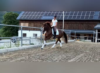 Austriacki koń gorącokrwisty, Klacz, 5 lat, 169 cm, Ciemnokasztanowata