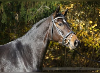 Austriacki koń gorącokrwisty, Klacz, 5 lat, 169 cm, Gniada