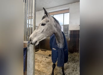 Austriacki koń gorącokrwisty, Klacz, 5 lat, 169 cm, Siwa