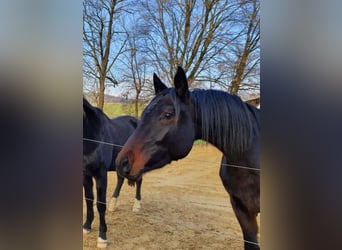 Austriacki koń gorącokrwisty, Klacz, 5 lat, 170 cm, Ciemnogniada