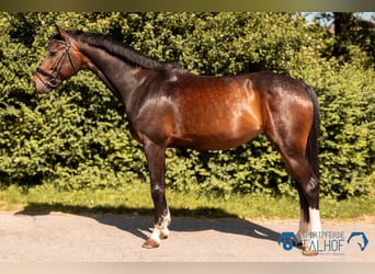 Austriacki koń gorącokrwisty, Klacz, 5 lat, 172 cm, Gniada