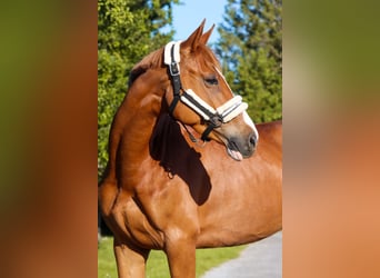 Austriacki koń gorącokrwisty, Klacz, 6 lat, 162 cm, Kasztanowata