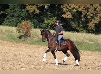 Austriacki koń gorącokrwisty, Klacz, 6 lat, 165 cm, Gniada