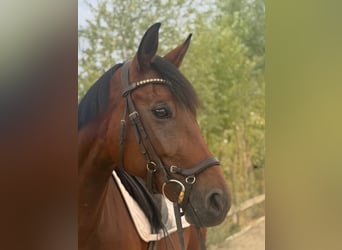 Austriacki koń gorącokrwisty, Klacz, 6 lat, 168 cm, Gniada