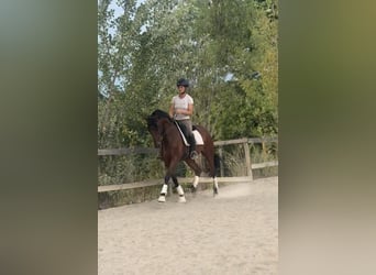 Austriacki koń gorącokrwisty, Klacz, 6 lat, 168 cm, Gniada