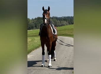 Austriacki koń gorącokrwisty, Klacz, 6 lat, 168 cm, Gniada