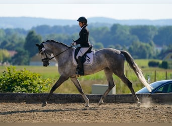 Austriacki koń gorącokrwisty, Klacz, 6 lat, 168 cm, Siwa jabłkowita