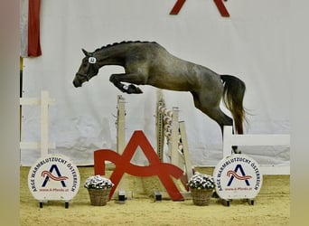 Austriacki koń gorącokrwisty, Klacz, 6 lat, 168 cm, Siwa jabłkowita