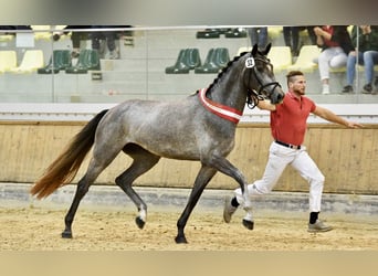 Austriacki koń gorącokrwisty, Klacz, 6 lat, 168 cm, Siwa jabłkowita