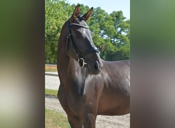 Austriacki koń gorącokrwisty, Klacz, 6 lat, 169 cm, Kara