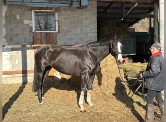 Austriacki koń gorącokrwisty, Klacz, 6 lat, 170 cm, Kara