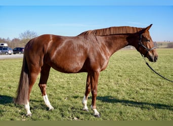 Austriacki koń gorącokrwisty, Klacz, 6 lat, 170 cm, Kasztanowata