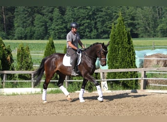 Austriacki koń gorącokrwisty, Klacz, 6 lat, 172 cm, Ciemnogniada