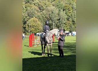 Austriacki koń gorącokrwisty, Klacz, 6 lat, 174 cm, Formy Brown Falb