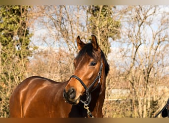 Austriacki koń gorącokrwisty, Klacz, 6 lat, 180 cm, Gniada