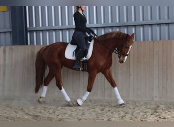 Austriacki koń gorącokrwisty, Klacz, 7 lat, 162 cm, Kasztanowata