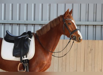 Austriacki koń gorącokrwisty, Klacz, 7 lat, 162 cm, Kasztanowata