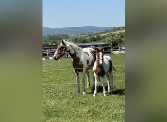 Austriacki koń gorącokrwisty Mix, Klacz, 7 lat, 163 cm, Srokata
