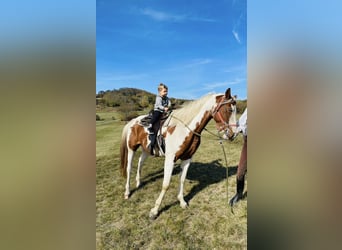 Austriacki koń gorącokrwisty Mix, Klacz, 7 lat, 163 cm, Srokata