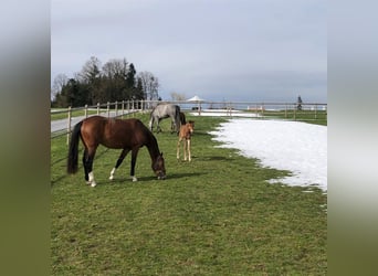 Austriacki koń gorącokrwisty Mix, Klacz, 7 lat, 168 cm, Gniada