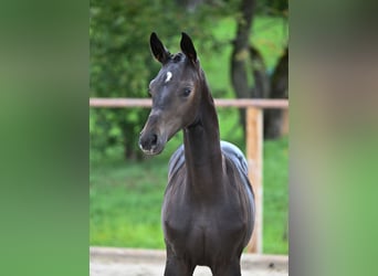 Austriacki koń gorącokrwisty, Klacz, 7 lat, 172 cm, Skarogniada