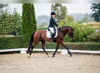 Austriacki koń gorącokrwisty, Klacz, 7 lat, 175 cm, Gniada