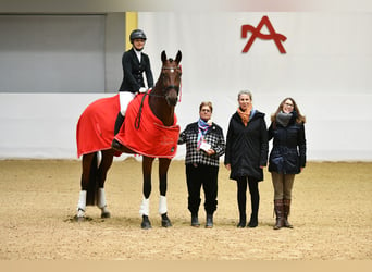 Austriacki koń gorącokrwisty, Klacz, 7 lat, 175 cm, Gniada