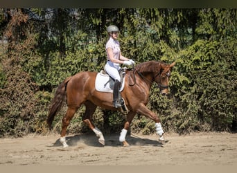 Austriacki koń gorącokrwisty, Klacz, 8 lat, 163 cm, Kasztanowata