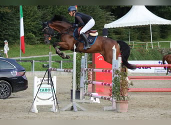 Austriacki koń gorącokrwisty, Klacz, 9 lat, 167 cm