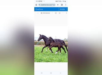 Austriacki koń gorącokrwisty, Klacz, Źrebak (07/2023), Kara