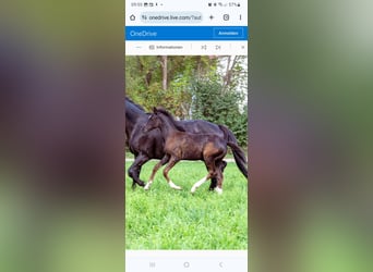 Austriacki koń gorącokrwisty, Klacz, Źrebak (07/2023), Kara