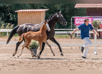 Austriacki koń gorącokrwisty, Klacz, Źrebak (06/2024), Kasztanowata