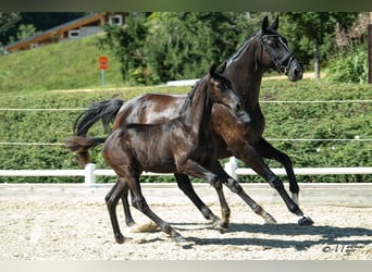 Austriacki koń gorącokrwisty, Klacz, Źrebak (05/2026)