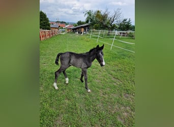 Austriacki koń gorącokrwisty, Klacz, Źrebak (06/2023)
