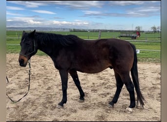 Austriacki koń gorącokrwisty, Ogier, 18 lat, 160 cm, Ciemnokasztanowata