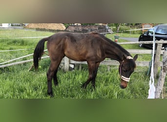 Austriacki koń gorącokrwisty, Ogier, 1 Rok, 170 cm, Ciemnogniada