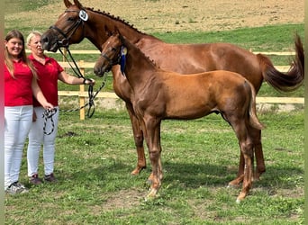 Austriacki koń gorącokrwisty, Ogier, 1 Rok, 170 cm, Kasztanowata