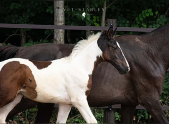 Austriacki koń gorącokrwisty, Ogier, 1 Rok, 172 cm, Tobiano wszelkich maści