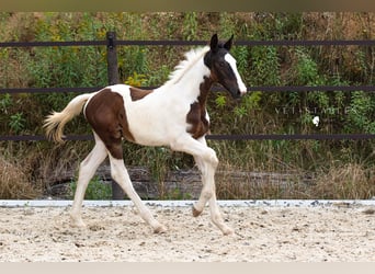 Austriacki koń gorącokrwisty, Ogier, 1 Rok, 172 cm, Tobiano wszelkich maści