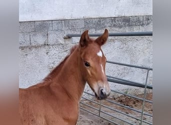 Austriacki koń gorącokrwisty, Ogier, 1 Rok, Ciemnokasztanowata