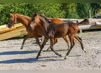 Austriacki koń gorącokrwisty, Ogier, 1 Rok, Gniada
