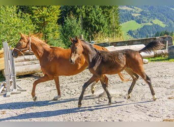 Austriacki koń gorącokrwisty, Ogier, 1 Rok, Gniada