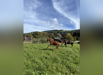 Austriacki koń gorącokrwisty, Ogier, 1 Rok, Kasztanowata