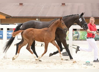 Austriacki koń gorącokrwisty, Ogier, 1 Rok, Kasztanowata