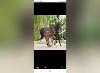 Austriacki koń gorącokrwisty, Ogier, 1 Rok