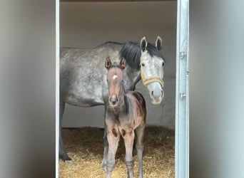 Austriacki koń gorącokrwisty, Ogier, 1 Rok, Siwa